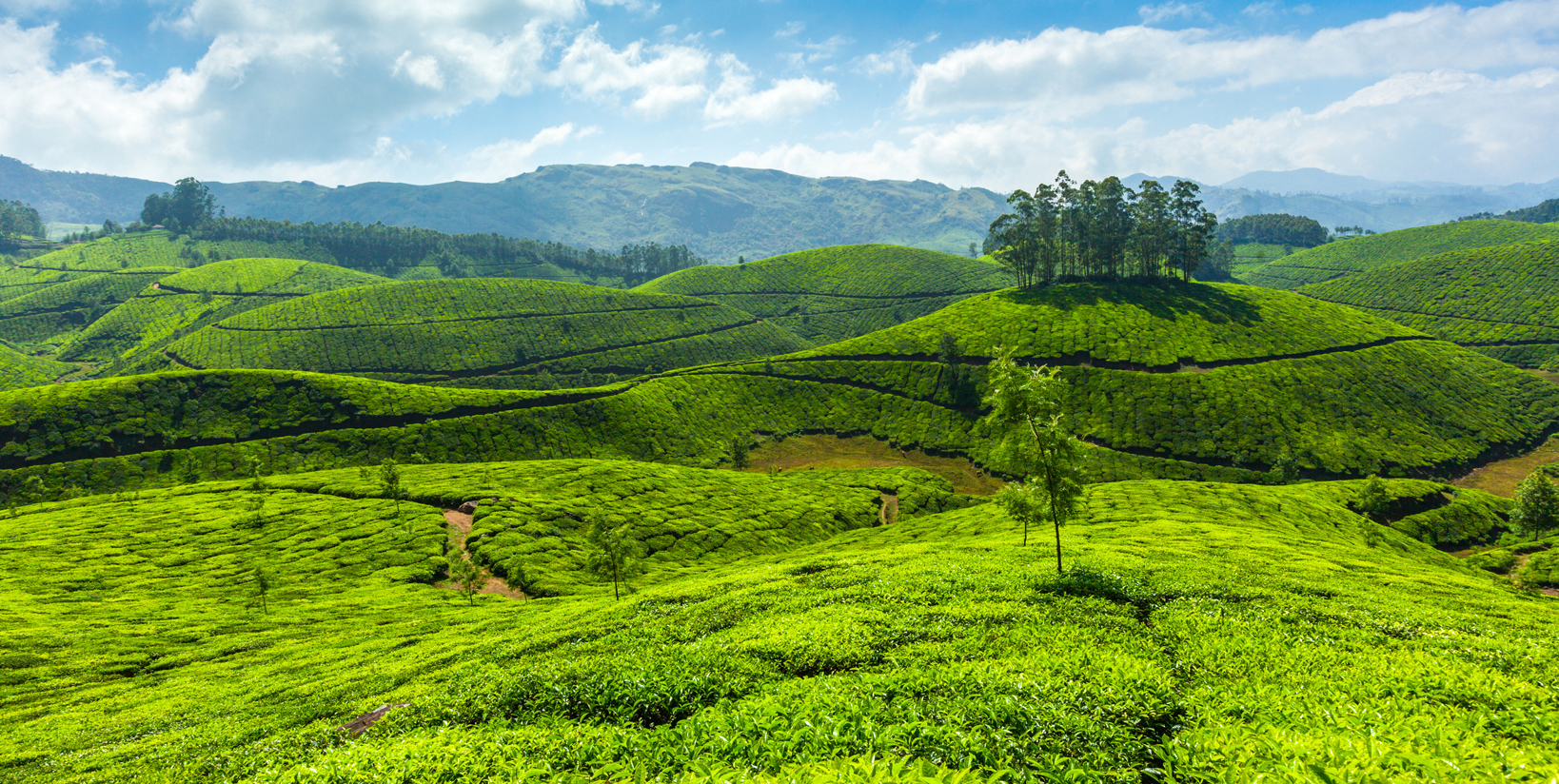 Munnar Hills