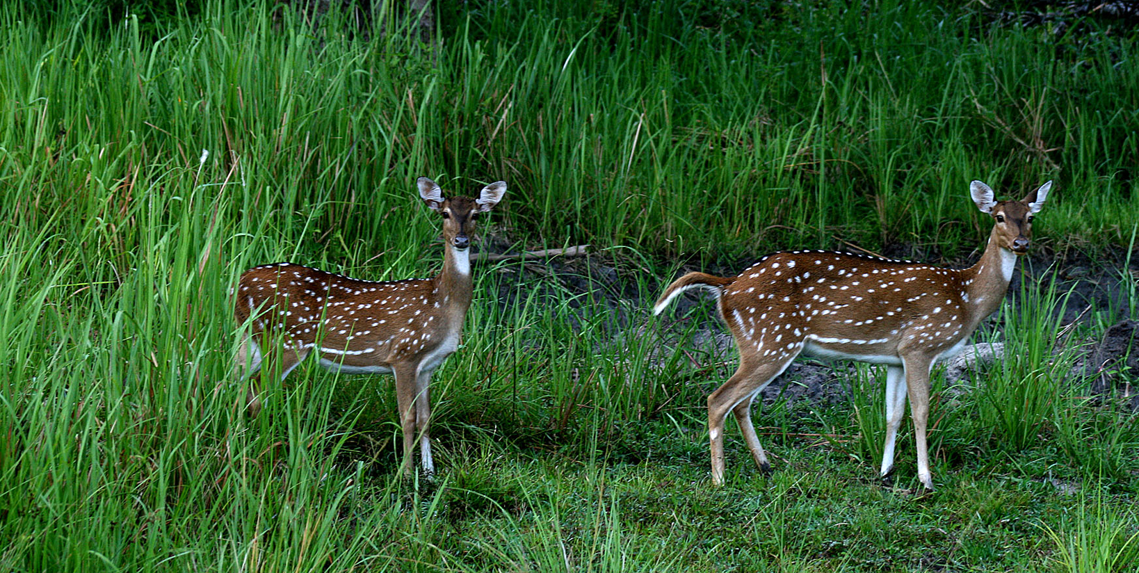 Nagarhole