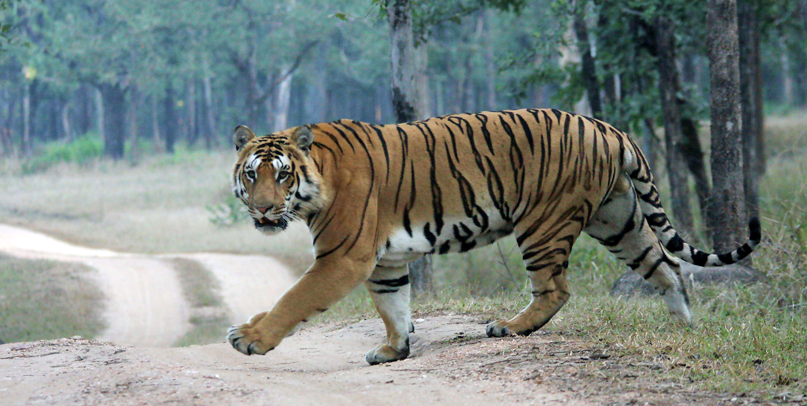 Nagpur Tiger