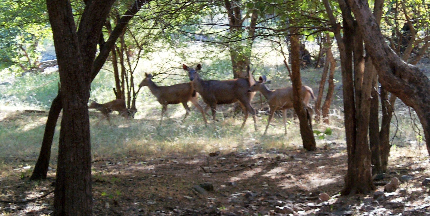 Ranthambore National