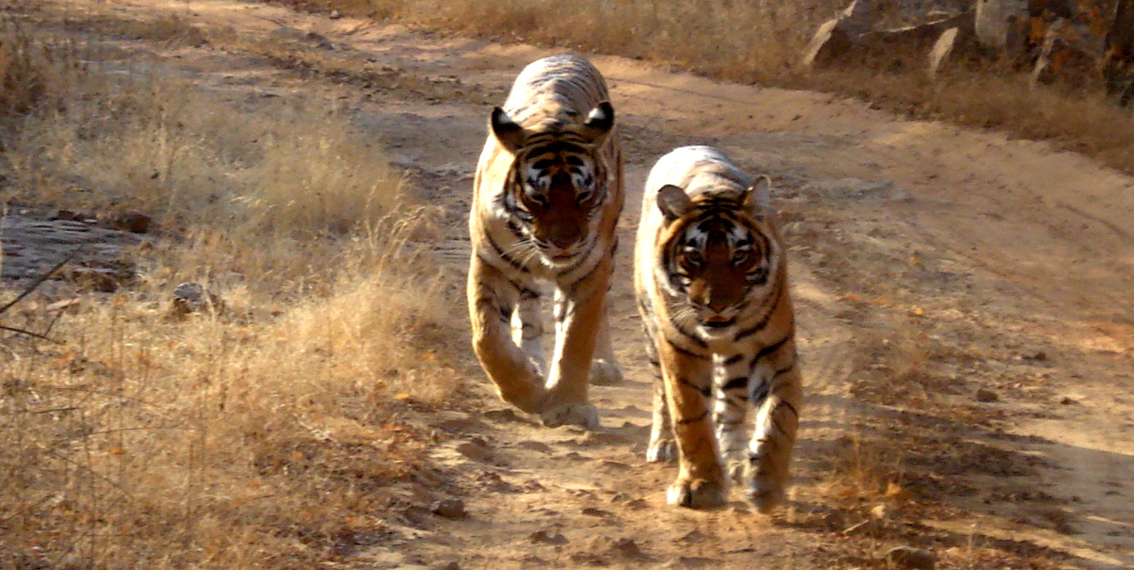 Ranthambore NP